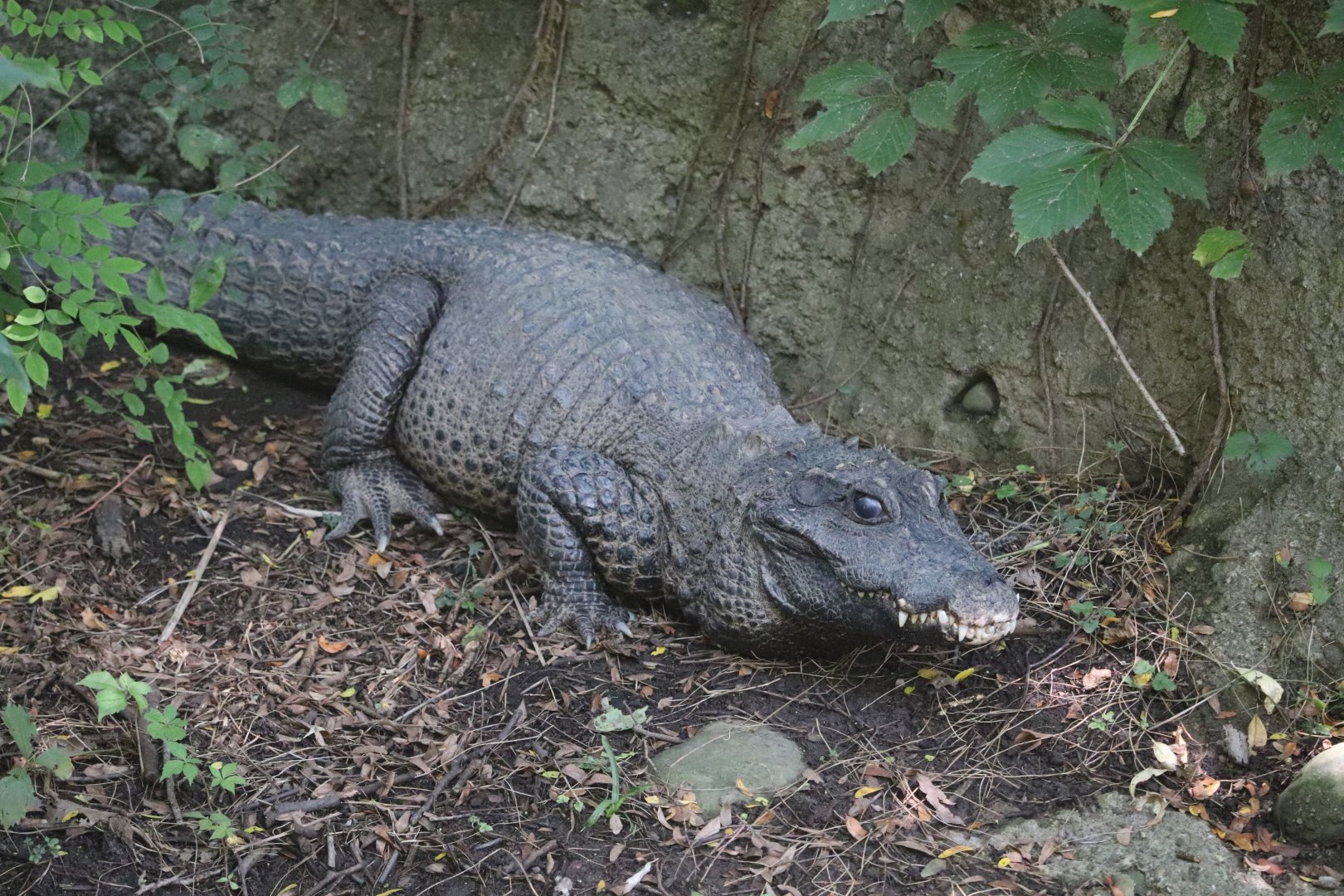 Trpasličí krokodýl